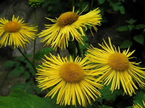 Inula helenium